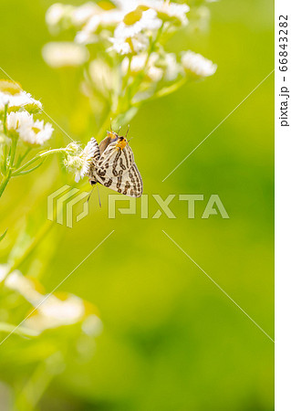 キマダラルリツバメ キマダラルリツバメ 66843282