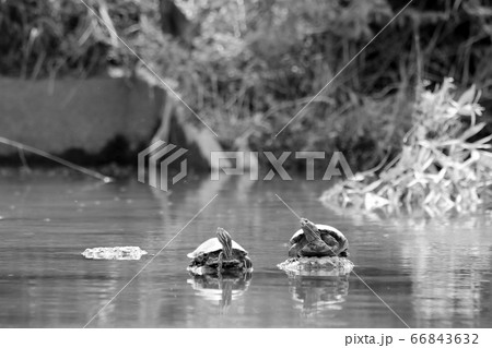 甲羅干しするミドリガメ（モノクロ） 66843632