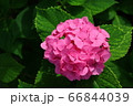 赤く華やかな紫陽花 66844039