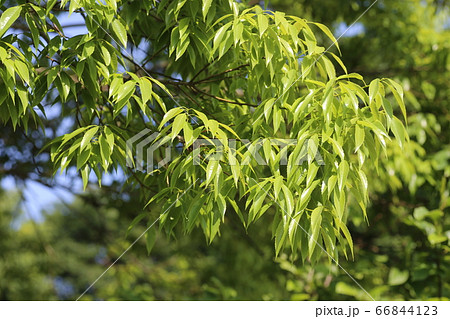 シラカシの新緑 66844123