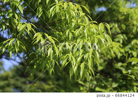 シラカシの新緑 66844124