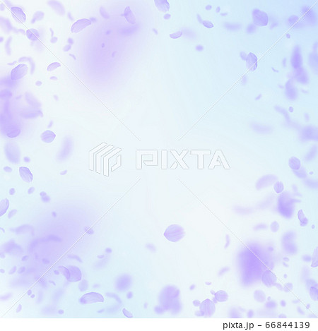 Violet flower petals falling down. Resplendent rom 66844139