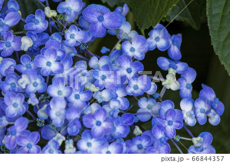 あじさい あじさい 66844357
