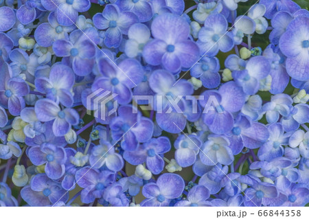 あじさい 66844358