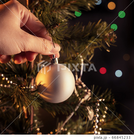 クリスマスホーリー クリスマス・ホーリー クリスマスツリー 66845233