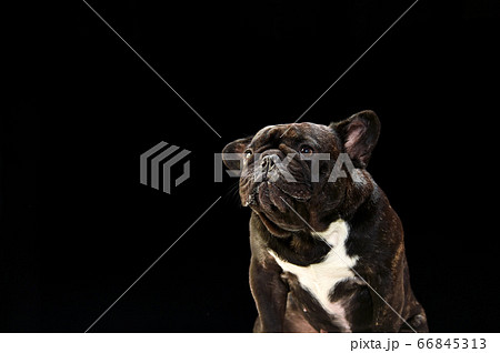 黒背景でのフレンチブルドッグのポートレートの写真素材