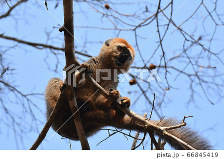 アカビタイキツネザル（アンダシベ国立公園、マダガスカル） 66845419