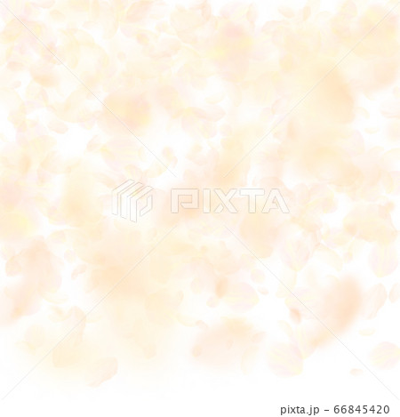 Yellow orange flower petals falling down. Juicy ro Yellow orange flower petals falling down. Juicy ro 66845420