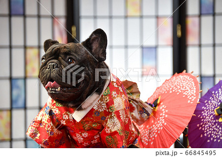 フレンチブルドッグの和装、年賀状用カット 66845495