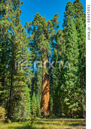 Sequoia National Park in California, USA. Sequoia National Park in California, USA. 66845691