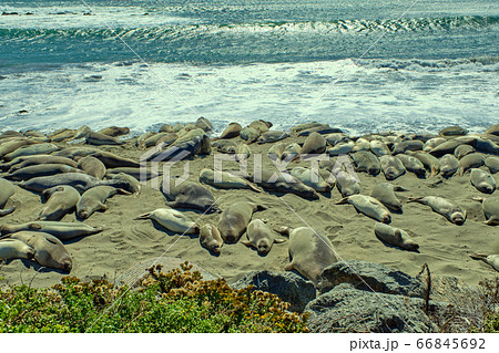 Group of lions and elephant seals sleep on the beach. Group of lions and elephant seals sleep on the beach. 66845692