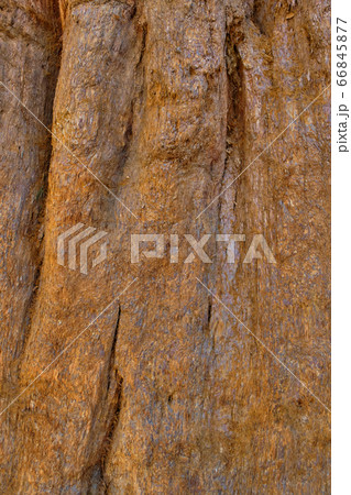 Sequoia National Park in California, USA. 66845877