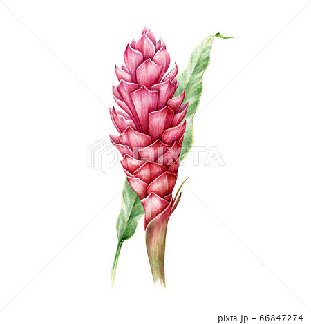 Ginger flower with leaf watercolor illustration.  66847274
