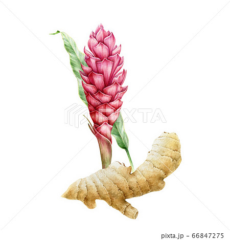 Ginger pink flower with root watercolor picture.  66847275