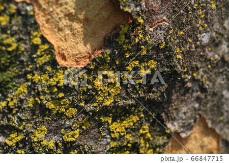 木の表皮についたコケ 66847715