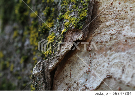 木の表皮についた苔 66847884