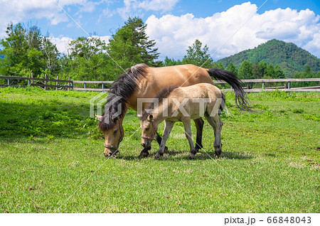開田高原の木曽馬の親子 66848043