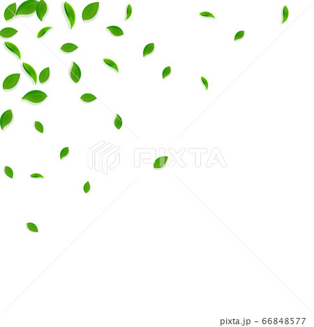 Falling green leaves. Fresh tea chaotic leaves fly 66848577