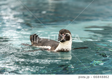 [動物]フンボルトペンギン 66848862