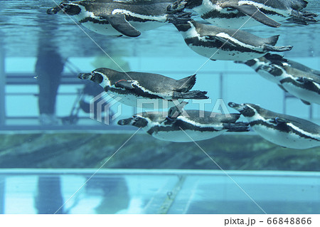 [動物]フンボルトペンギン 66848866