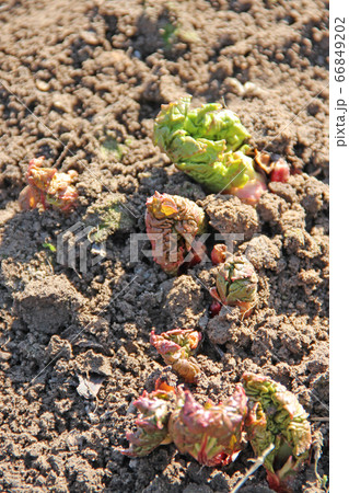 Young shoots of rhubarb on ground in spring Young shoots of rhubarb on ground in spring 66849202