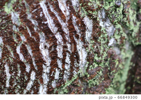 木肌模様 66849300