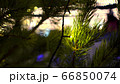 Green Christmas tree branches decorated yellow luminous garlands on background of ice rink at Christmas market blurry 66850074