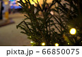 Circular movement of camera around row of Christmas trees decorated yellow luminous garlands on background of Christmas market blurry 66850075