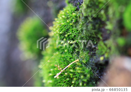 木に生えた苔 66850135