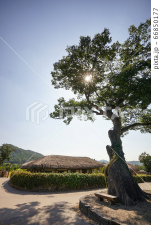 風景 ケヤキ 木 66850177