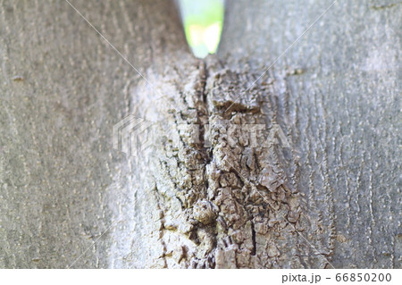 女性器そっくりな木 66850200