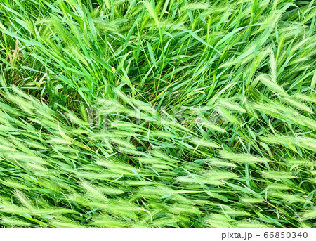 Lying ears of wheat after rain 66850340