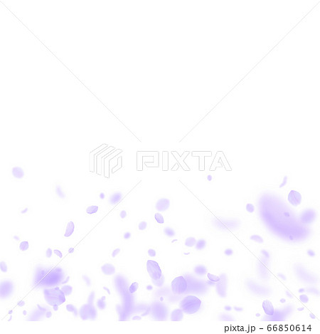 Violet flower petals falling down. Likable romanti Violet flower petals falling down. Likable romanti 66850614