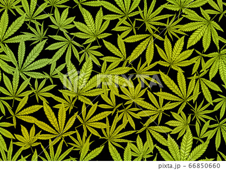Cannabis Leaves Seamless Pattern Background のイラスト素材