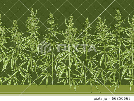 Hemp Cannabis Seamless Pattern Background のイラスト素材