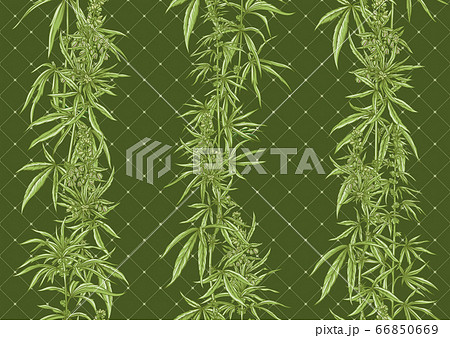 Hemp, Cannabis seamless pattern, background. 66850669