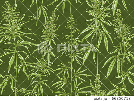 Hemp Cannabis Seamless Pattern Background のイラスト素材