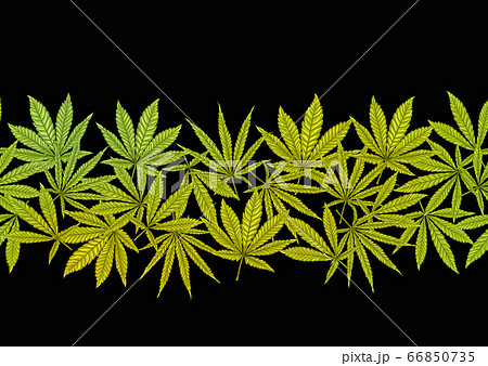 Cannabis Leaves Seamless Pattern Background のイラスト素材