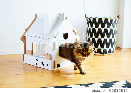 Cat in the cat house. Shallow dof Cat in the cat house. Shallow dof 66850815