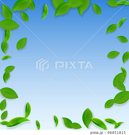 Falling green leaves. Fresh tea chaotic leaves fly 66851815