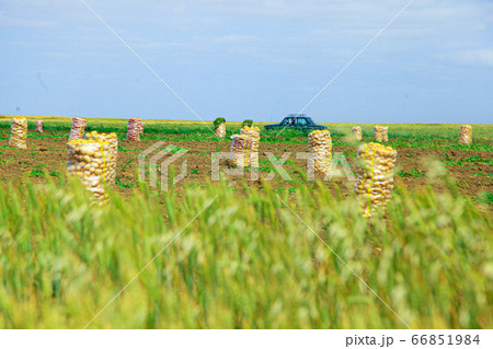 Potato cases in the middle of green farmland 66851984