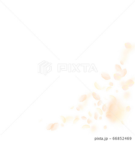Yellow orange flower petals falling down. Gorgeous 66852469