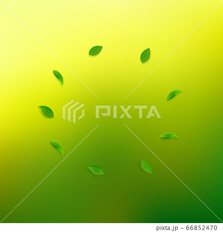 Falling green leaves. Fresh tea random leaves flyi 66852470