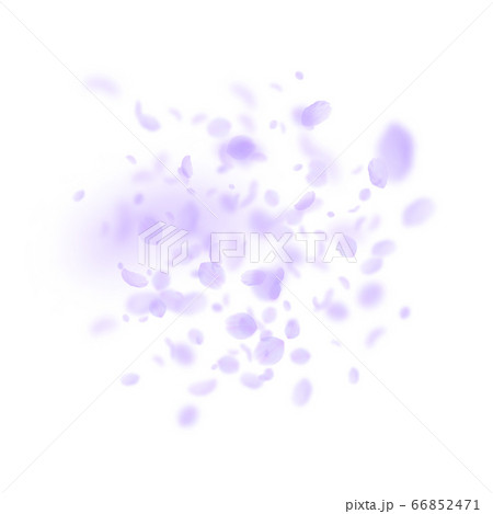 Violet flower petals falling down. Symmetrical rom 66852471