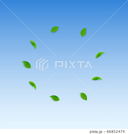 Falling green leaves. Fresh tea random leaves flyi 66852474