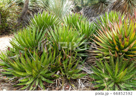 Thread Agave, Agave filifera,, also commonly known as Thread-leaf Agave or Hairy Agave Thread Agave, Agave filifera,, also commonly known as Thread-leaf Agave or Hairy Agave 66852592