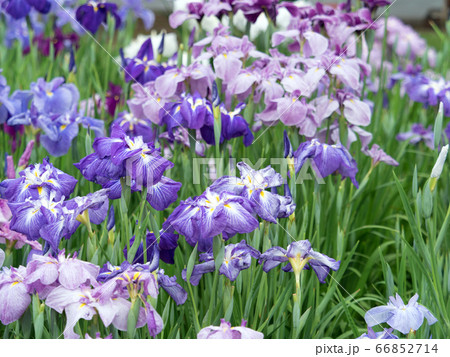 ハナショウブ ハナショウブ 66852714