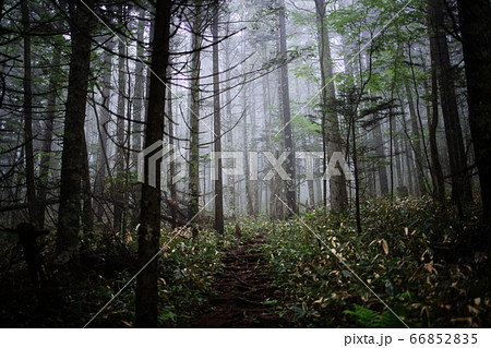 朝の森 朝の森 66852835