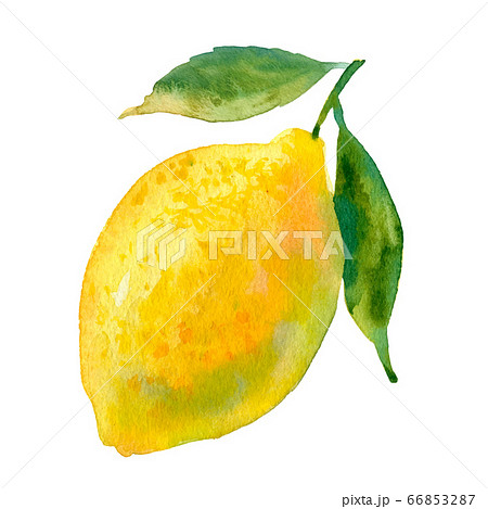 Watercolour vector lemon illustration. Hand drawn sweet pear. Bright and fresh illustration. Watercolor botanical painting. Watercolour vector lemon illustration. Hand drawn sweet pear. Bright and fresh illustration. Watercolor botanical painting. 66853287