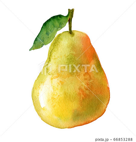 Watercolour pear illustration. Hand drawn sweet pear. Fresh yellow fruit. Bright and fresh illustration. Watercolor botanical painting. 66853288